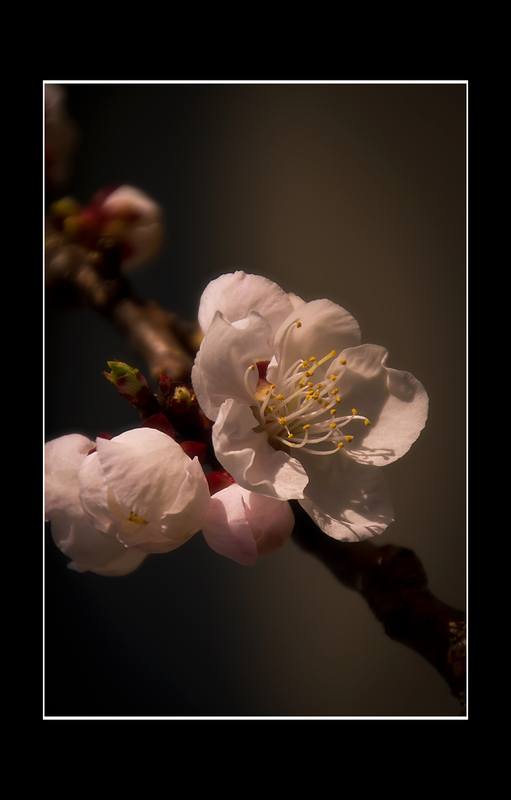 粉面桃花 摄影 本溪秋雨