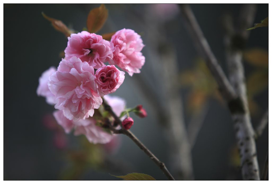 樱花 摄影 汉子