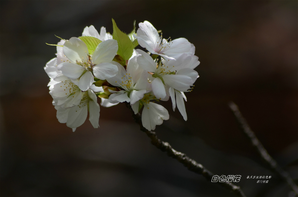 白色樱花 摄影 西门明图