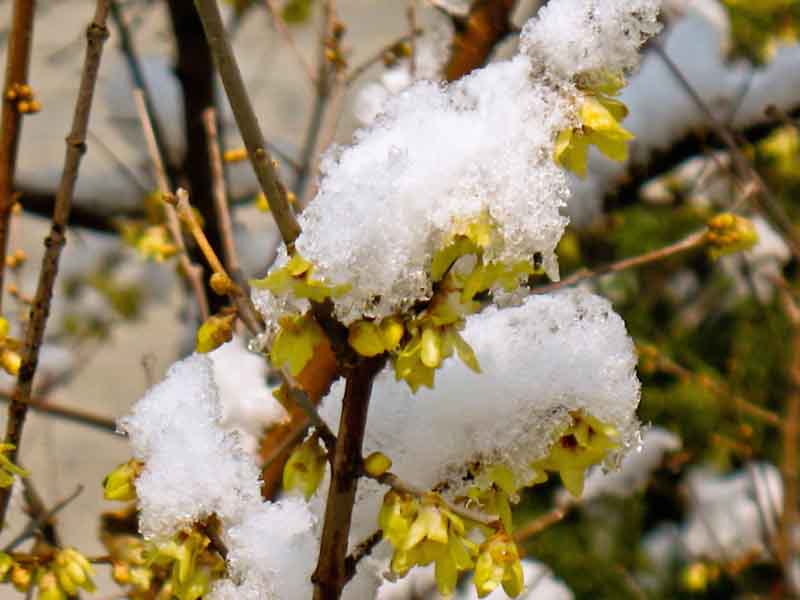 春雪 摄影 密图