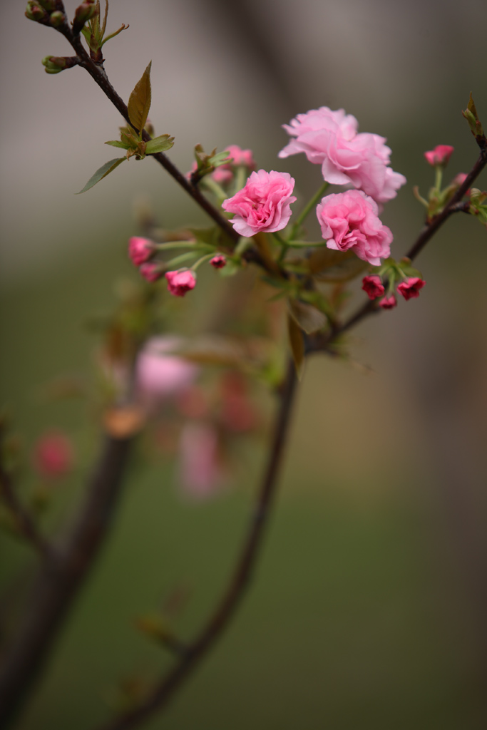 樱花 2 摄影 拐杖