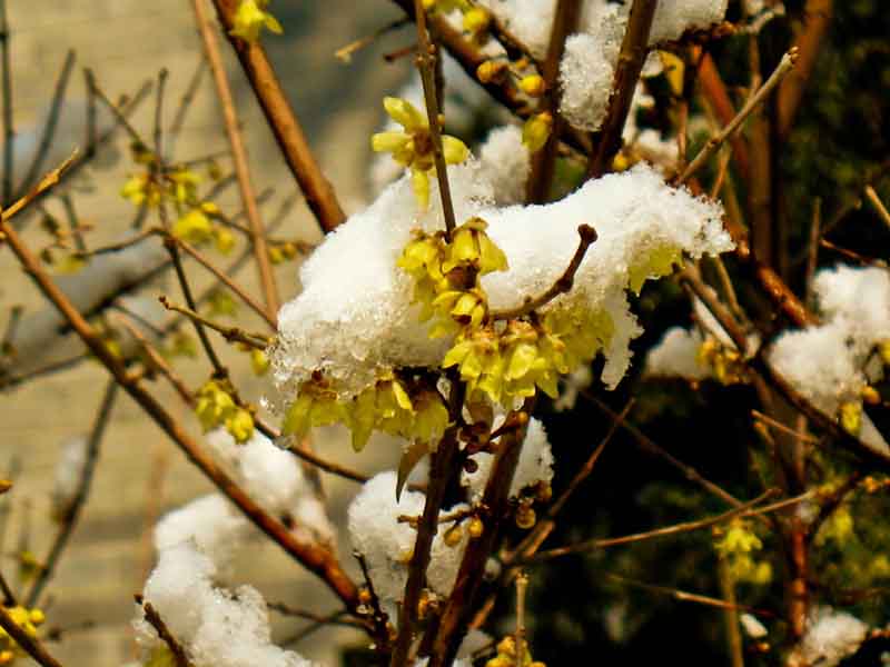 春雪 摄影 密图