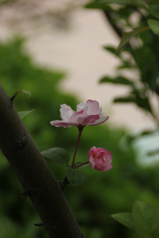 花开并蒂 摄影 旷野的呼唤