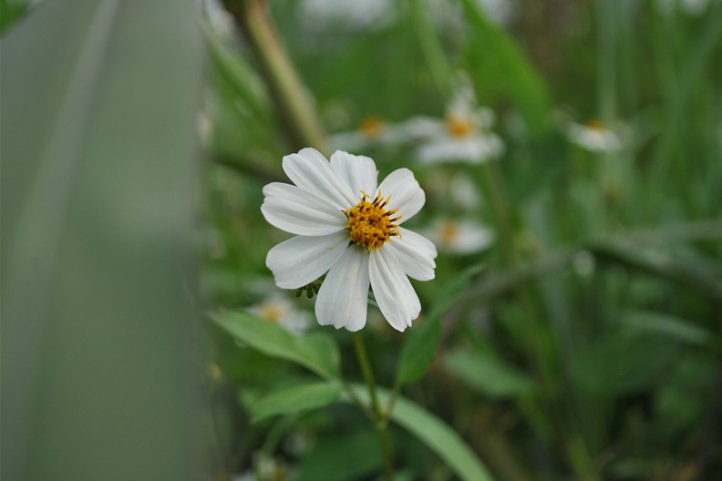 野菊花 摄影 cary囝