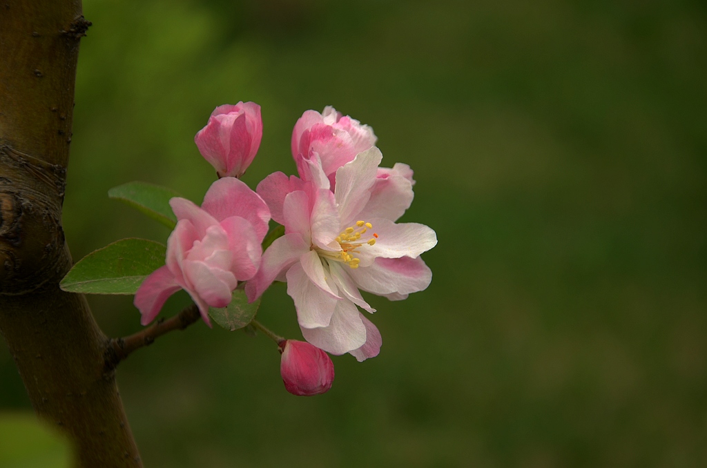 春花 摄影 狼鹰