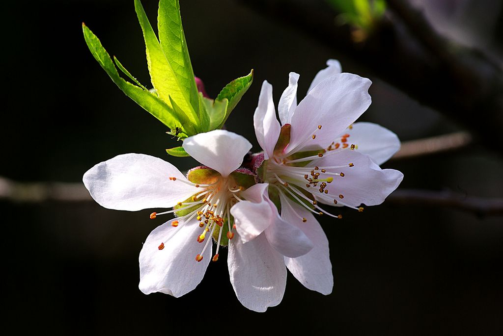 春暖花开 摄影 老古董1