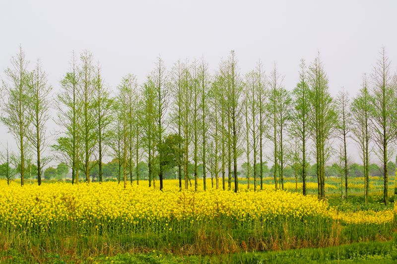 油菜花 摄影 hetiguo