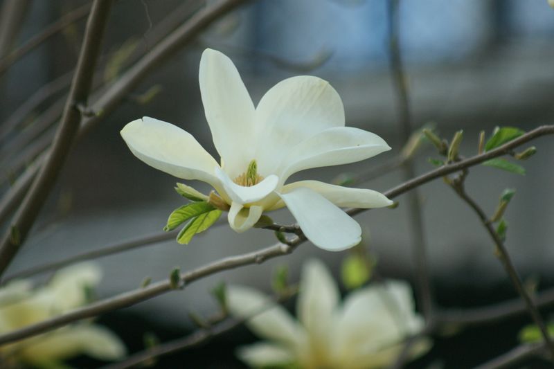 玉兰花 摄影 英子的秋天