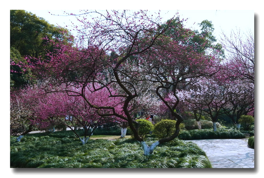 花海赏梅人 摄影 孤山梅云