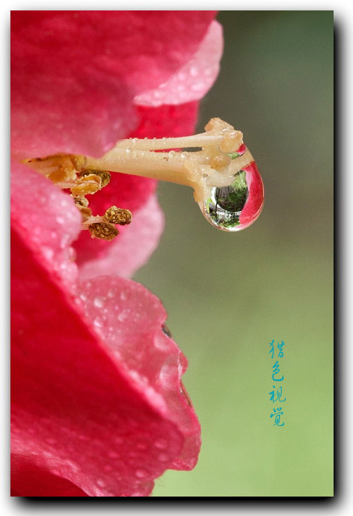 雨中看花 摄影 猎色夫