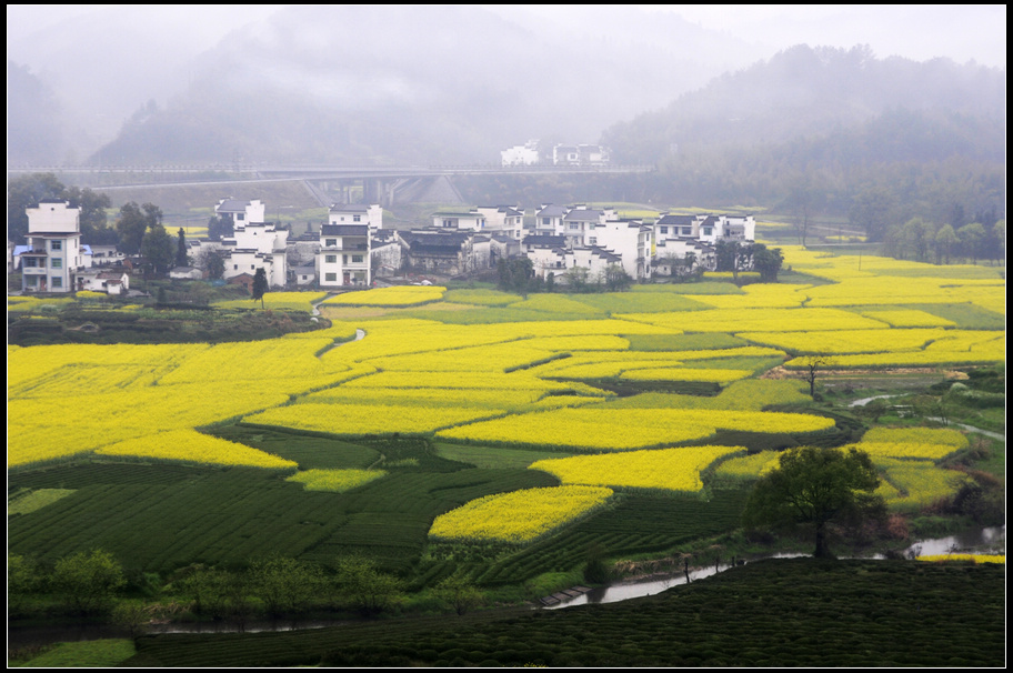 遍在黄花分外香 摄影 一阵风2009