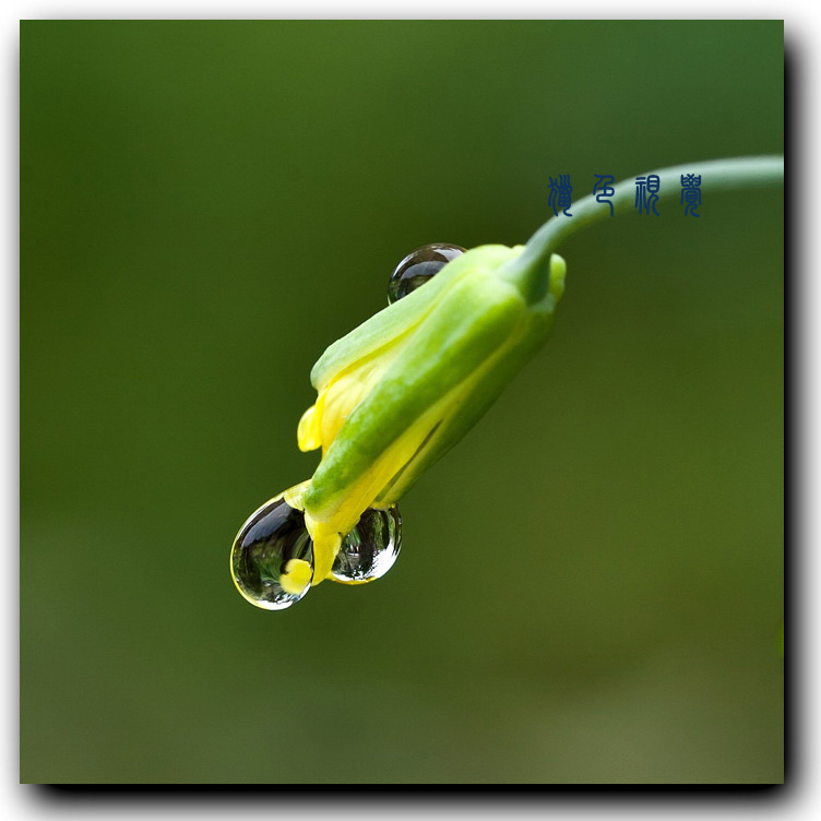 雨中看花. 摄影 猎色夫