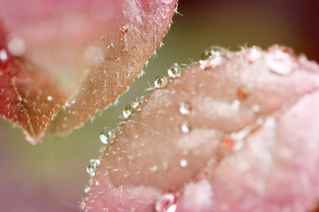 雨后的水珠 摄影 人马座