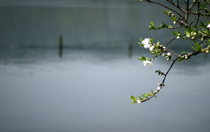 湖边那棵桃 摄影 如诗入画