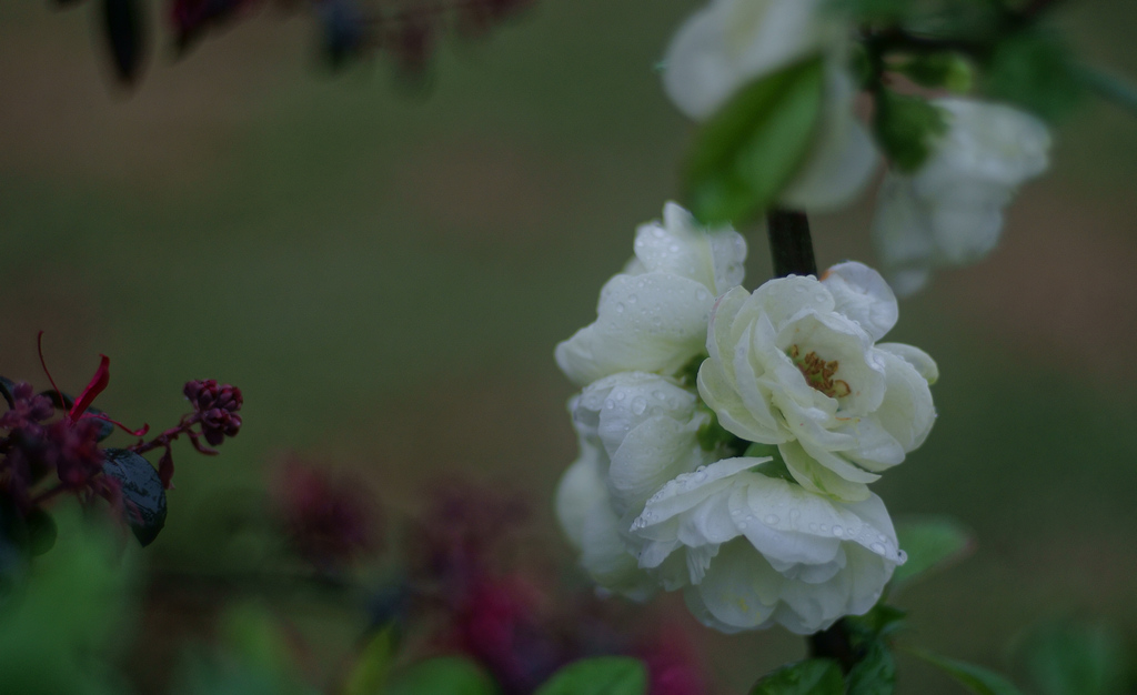 春雨 春花 摄影 郁晔