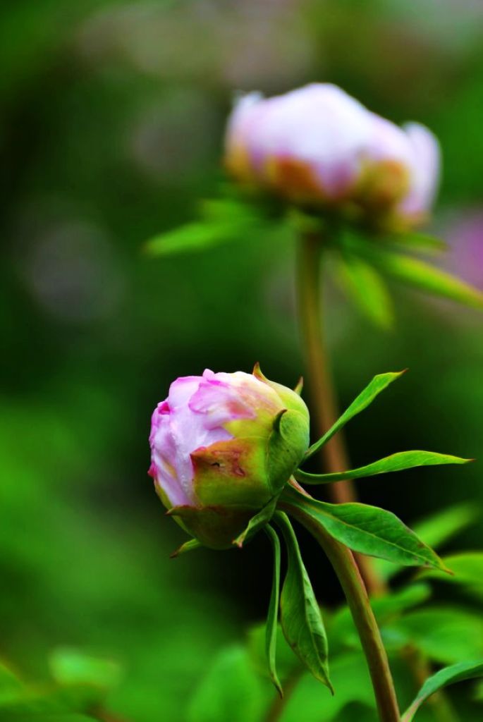 牡丹花 摄影 小蜻蜓01