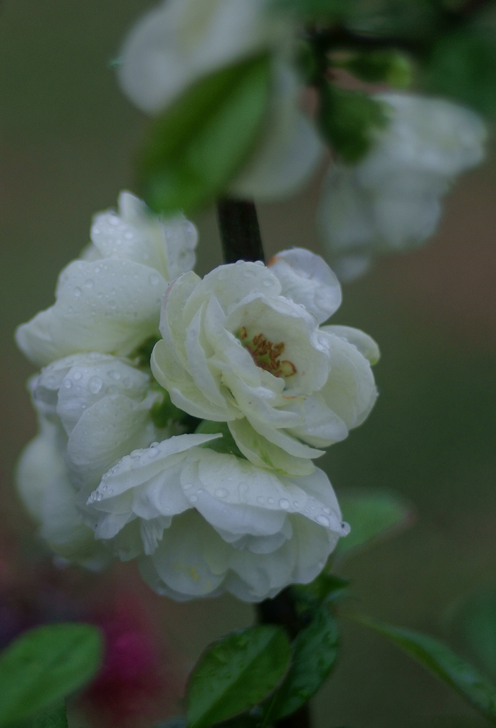 春雨滋润花正开 摄影 郁晔