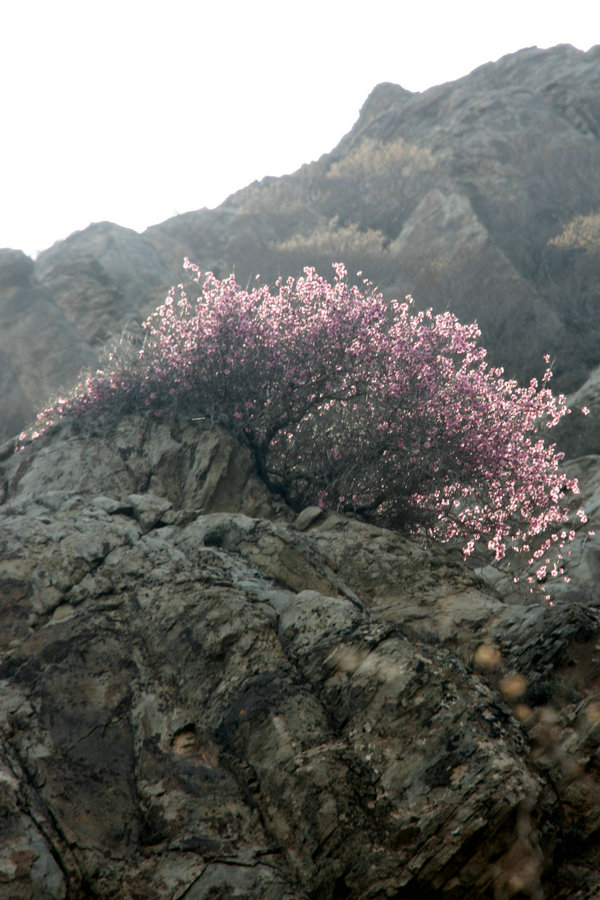 贺兰山花开 摄影 红日蓝天