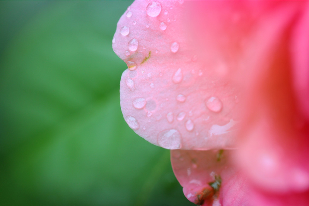 雨后的露珠 摄影 人马座