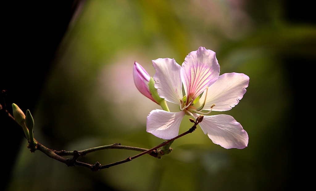 紫荆花 摄影 LEYZO