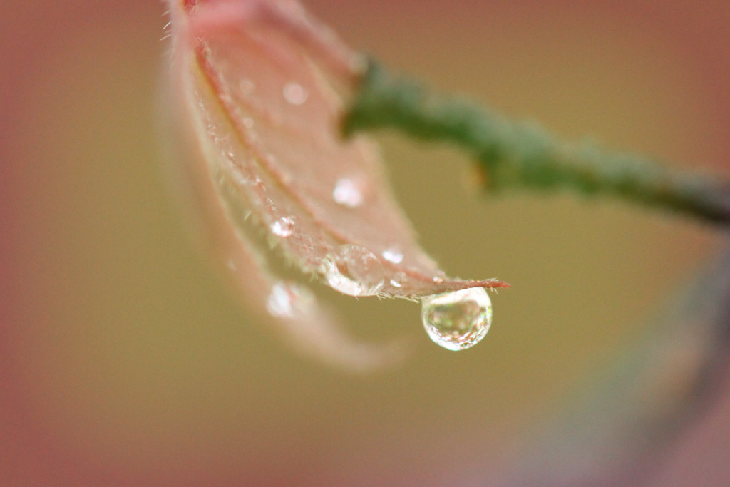 雨后的露珠 摄影 人马座