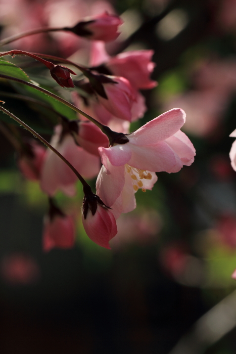 小蕾深藏数点红 摄影 花丛小绿