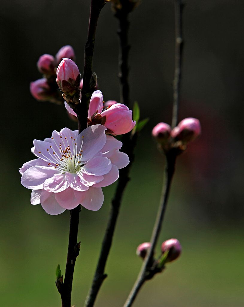 春暖花开 摄影 老古董1