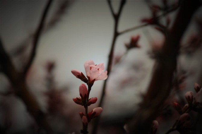 樱花 摄影 幸福的鼻涕