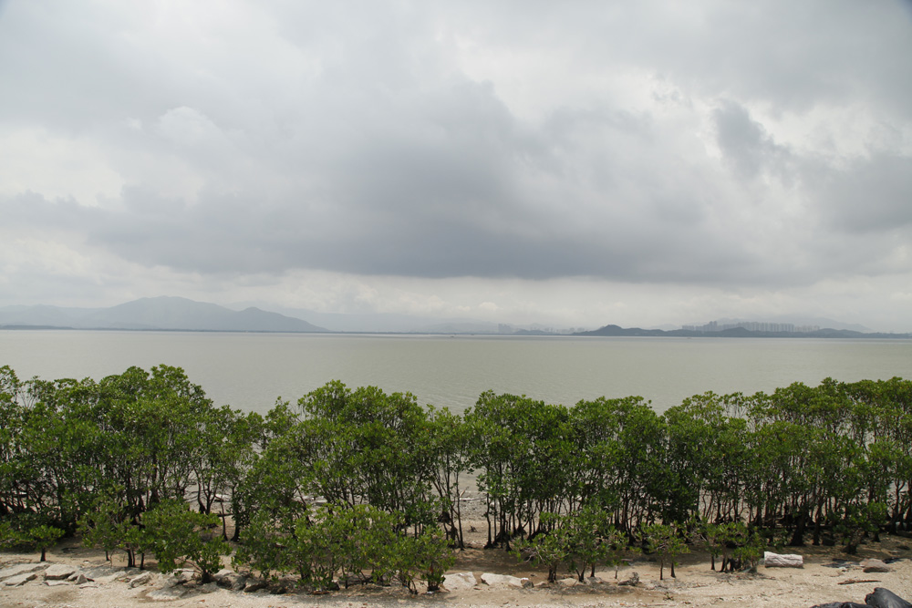 红树海 摄影 郎哩个狼