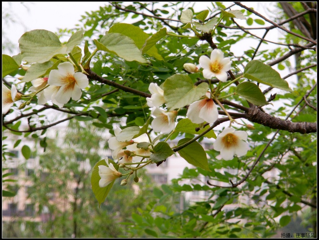 桐子花 摄影 你的视角