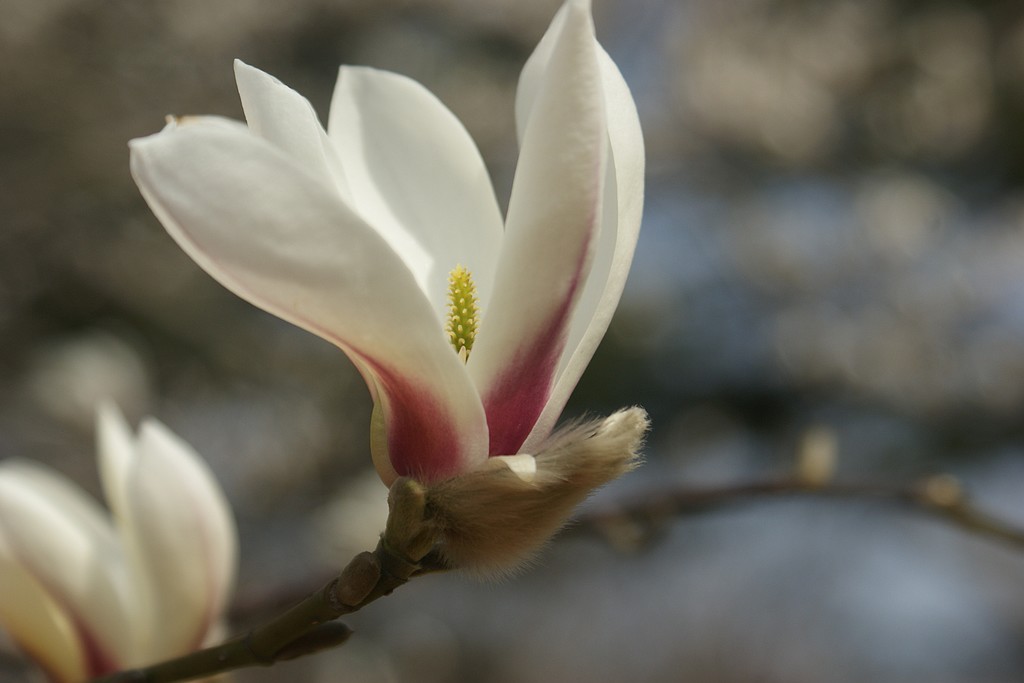 花心一点绿 摄影 斓懿