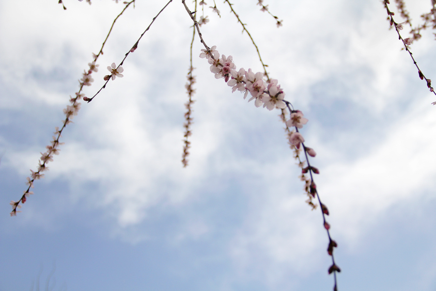 四月桃花开 摄影 君者