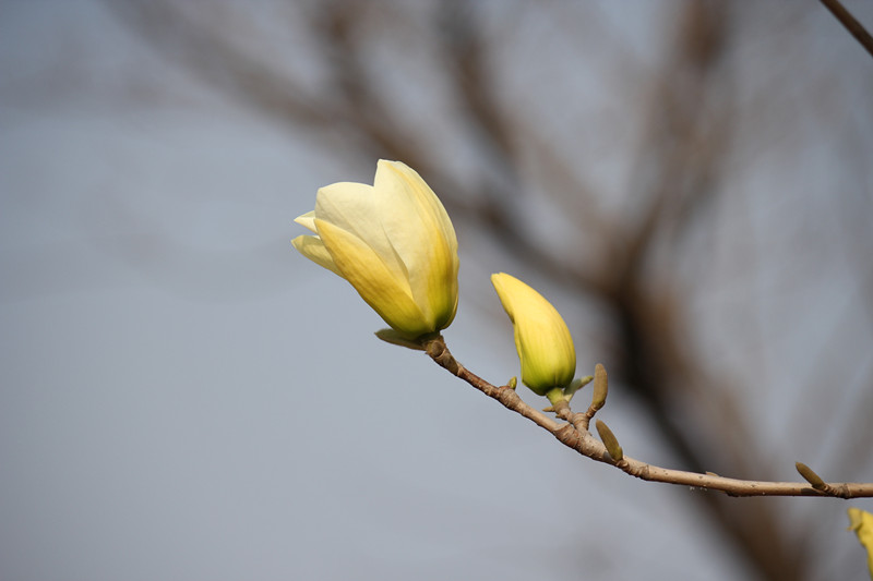 花蕾 摄影 初来乍到de