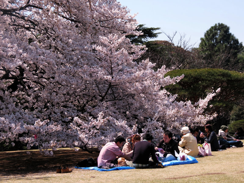 日本:盛开樱花树下 摄影 徐梅花