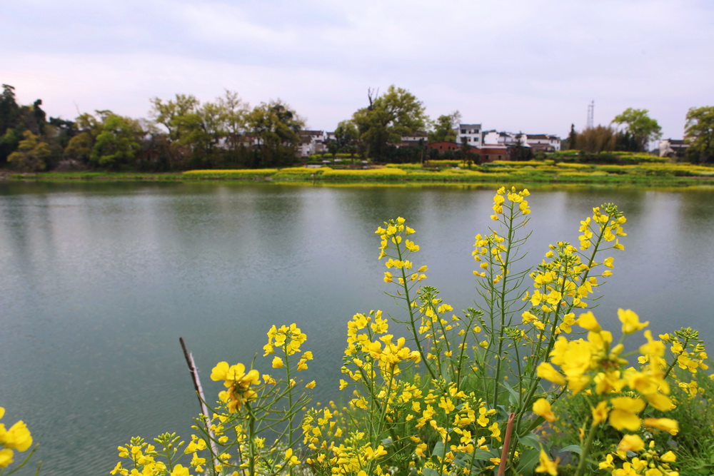 乡村花季 摄影 彭湖湾