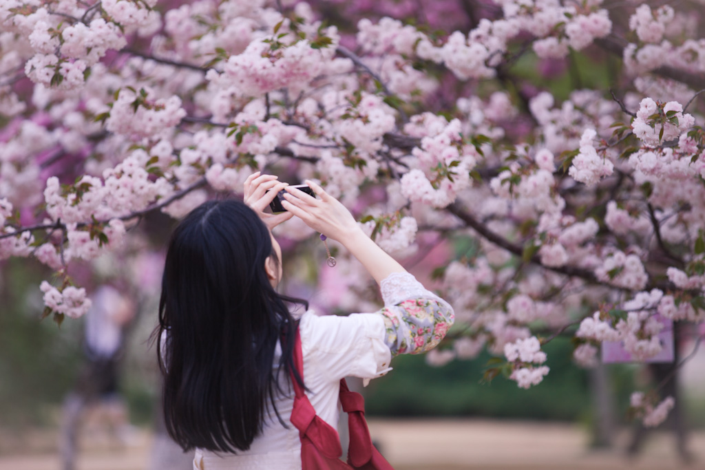 樱花舞 摄影 参宿七