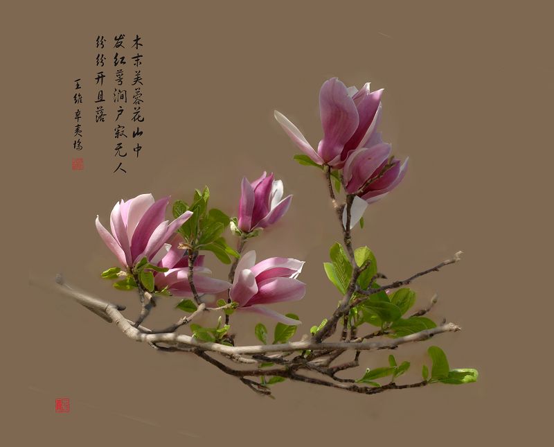 2012.春花02 摄影 垦荒牛