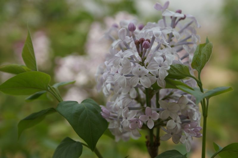 丁香花 摄影 英子的秋天