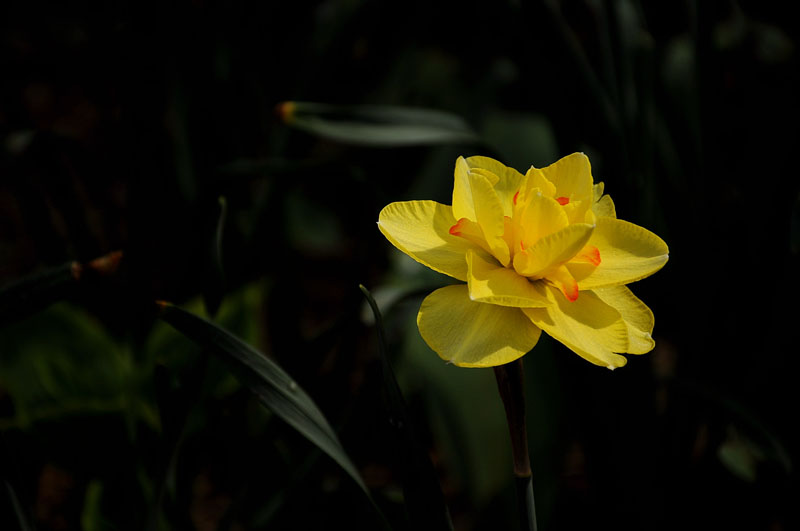 小花一朵 摄影 mangyangxiao