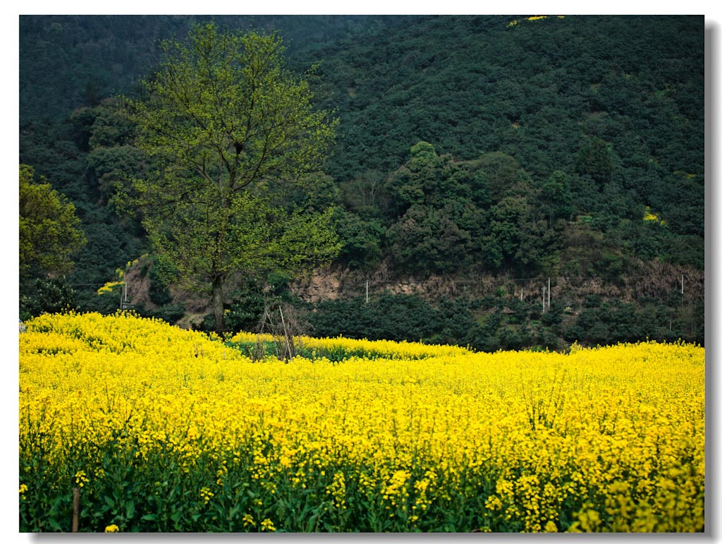 寻梦徽州——陌上花开 摄影 参宿七