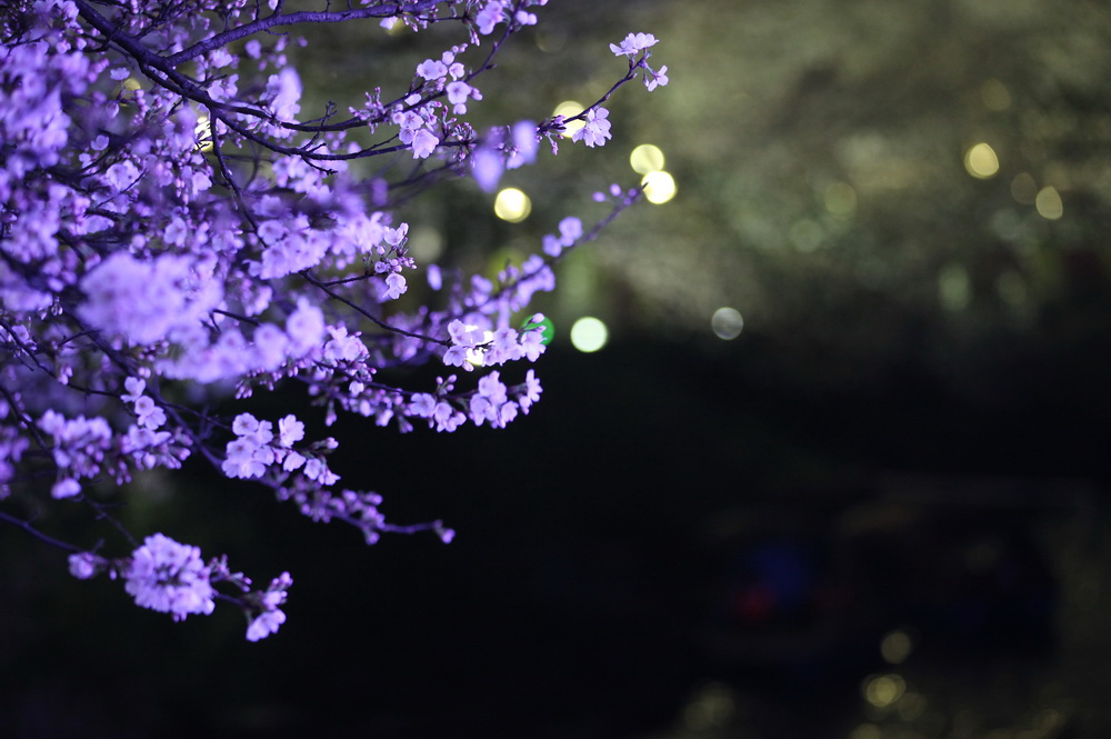 静听樱花的夜语 摄影 彭湖湾