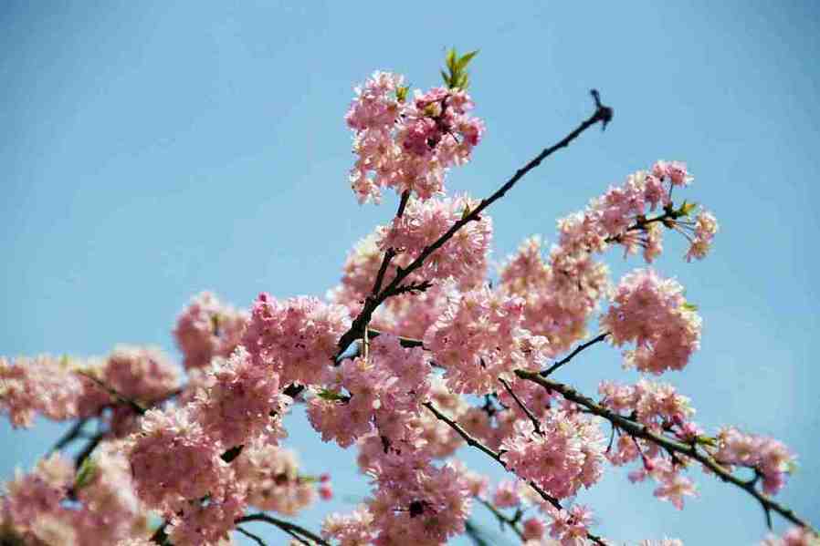 樱花 摄影 神气