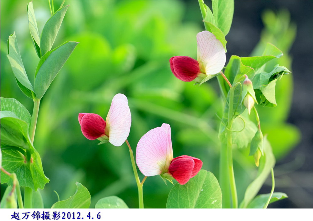 豌豆花 摄影 河山锦绣