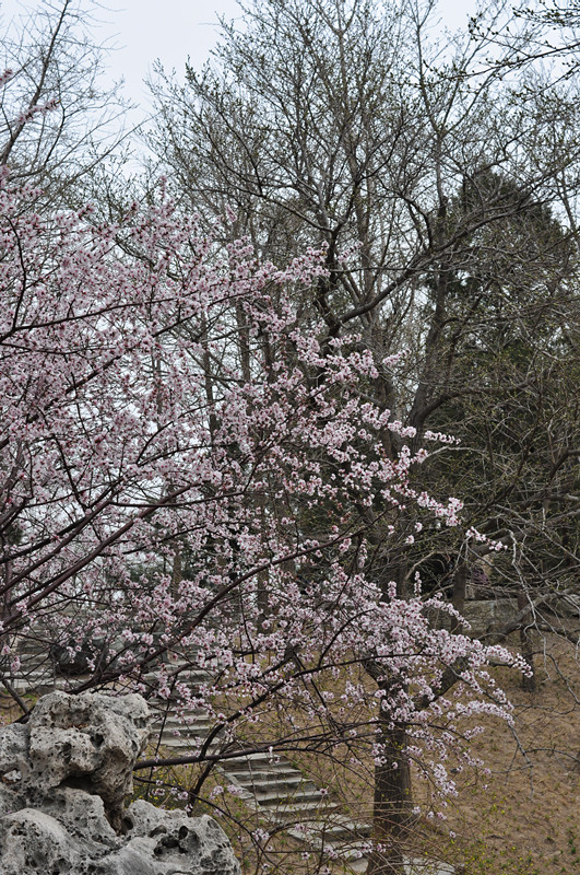 春来遍是桃花水 摄影 清塘掠影