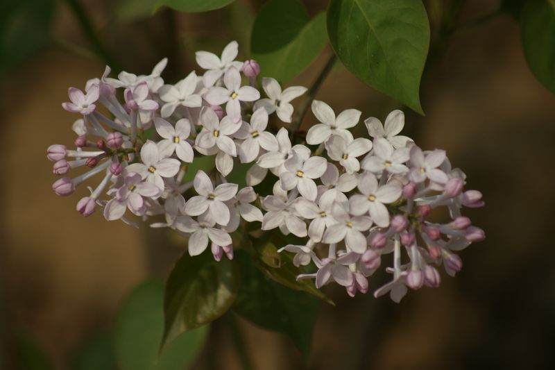 丁香花 摄影 英子的秋天