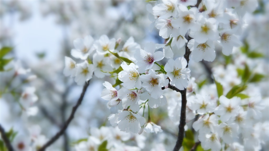 散步写真228　残る櫻も　散る桜 摄影 草月