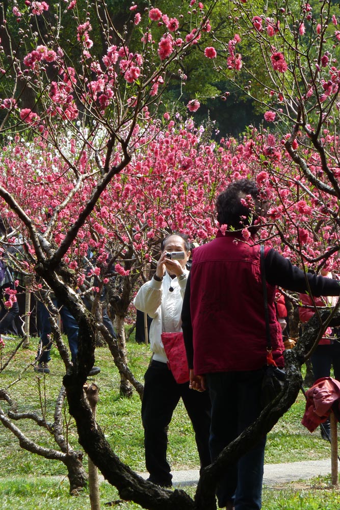 花涧桃红系列－情迷桃红中 摄影 飞机师