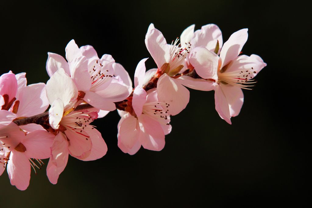 桃花春色 摄影 紫笛悠扬