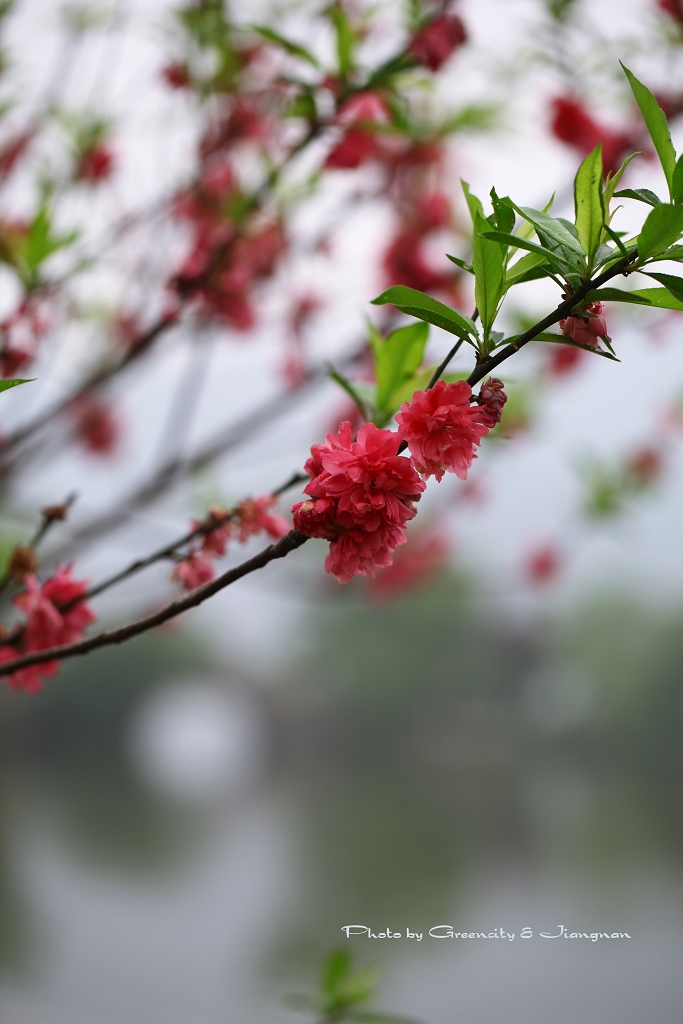 桃花依旧笑春风 摄影 绿城江南