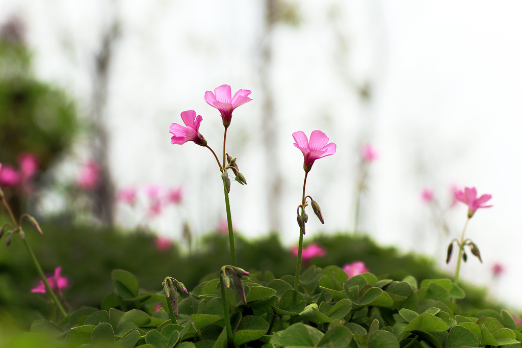 花 摄影 adamsyang